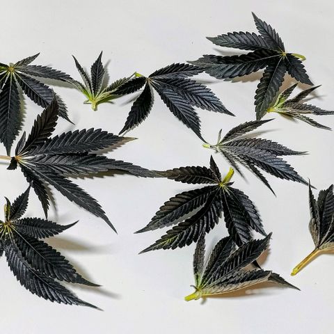 Lemon Orange Greenhouse Seeds growlog photo: Wenn es mit der Trocknung so gut läuft wie bisher, dann kann ich mich echt nicht beschweren 🤭😅