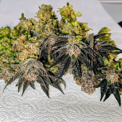 Lemon Orange Greenhouse Seeds growlog photo: Wenn es mit der Trocknung so gut läuft wie bisher, dann kann ich mich echt nicht beschweren 🤭😅