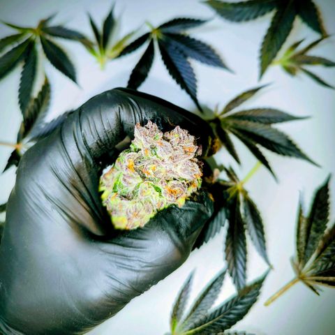 Lemon Orange Greenhouse Seeds growlog photo: Baby dry Like a Queen! 🫢