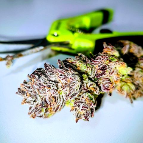 Lemon Orange Greenhouse Seeds growlog photo: Baby dry Like a Queen! 🫢