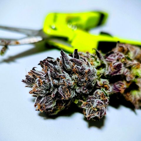 Lemon Orange Greenhouse Seeds growlog photo: Baby dry Like a Queen! 🫢