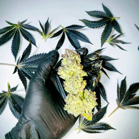 Lemon Orange Greenhouse Seeds growlog photo: Baby dry Like a Queen! 🫢