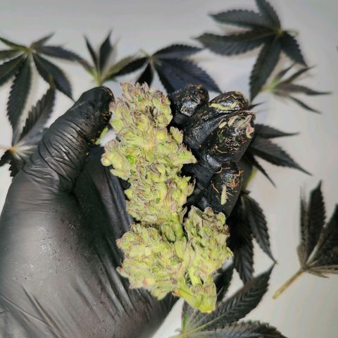 Lemon Orange Greenhouse Seeds growlog photo: Baby dry Like a Queen! 🫢