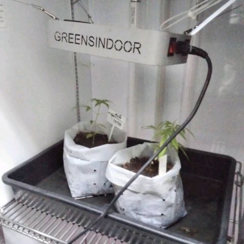 Unknown strain growlog timeline photo