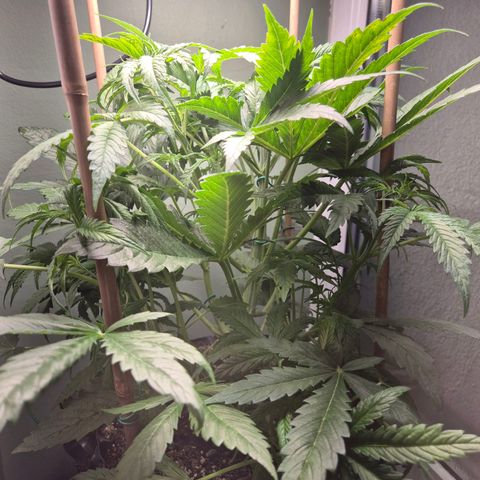 Do Si Dos  growlog timeline photo