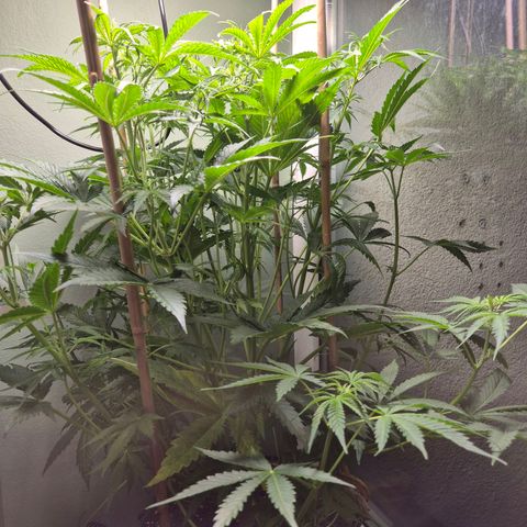 Do Si Dos  growlog timeline photo