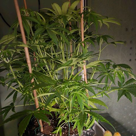 Do Si Dos  growlog timeline photo