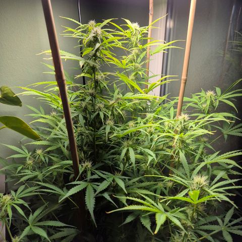 Do Si Dos  growlog timeline photo