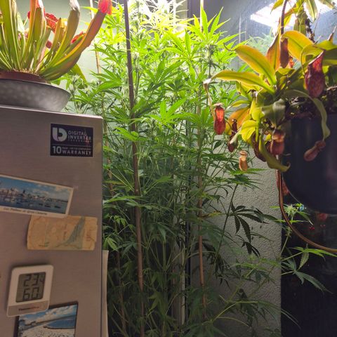 Do Si Dos  growlog timeline photo