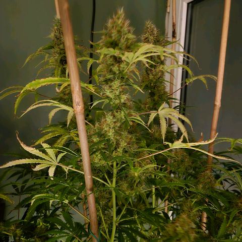 Do Si Dos  growlog timeline photo