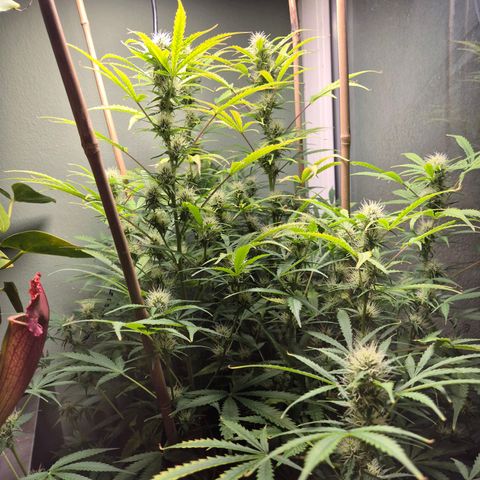 Do Si Dos  growlog timeline photo