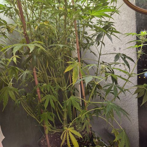 Do Si Dos  growlog timeline photo