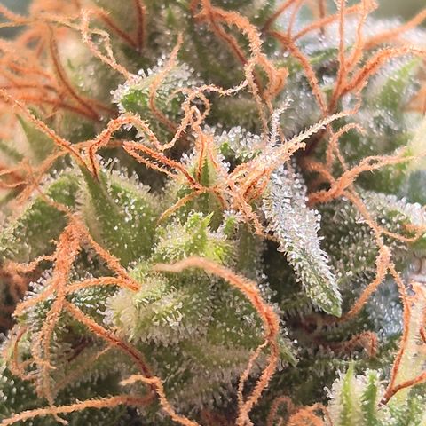 Do Si Dos  growlog timeline photo
