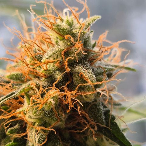 Do Si Dos  growlog timeline photo
