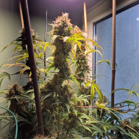 Do Si Dos  growlog timeline photo