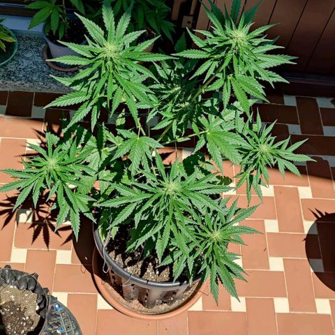 Super Skunk Automatic growlog timeline photo