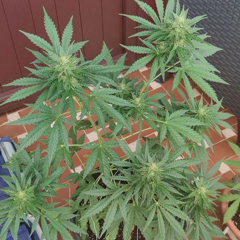 Super Skunk Automatic growlog timeline photo