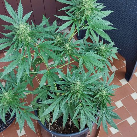 Super Skunk Automatic growlog timeline photo