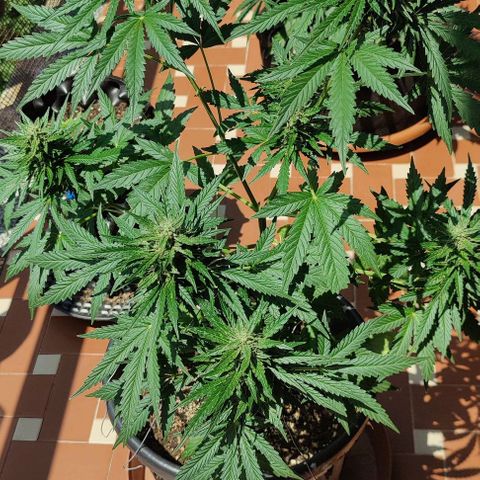 Super Skunk Automatic growlog timeline photo