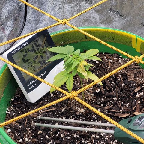 Original Skunk #1 growlog timeline photo
