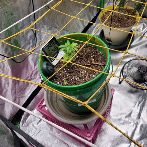 Original Skunk #1 growlog timeline photo