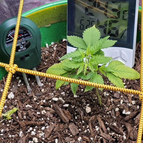 Original Skunk #1 growlog timeline photo