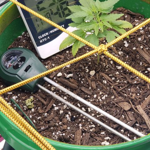 Original Skunk #1 growlog timeline photo