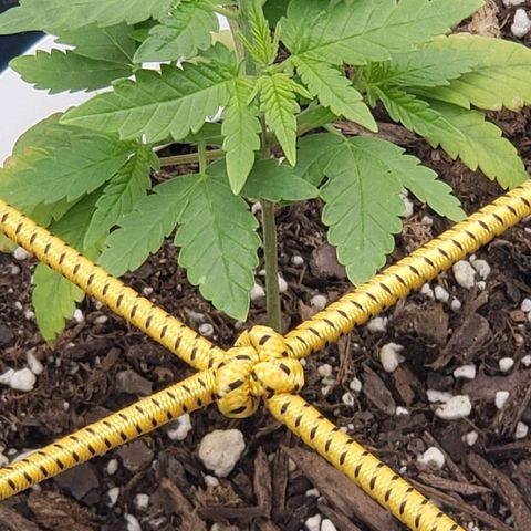 Original Skunk #1 growlog timeline photo