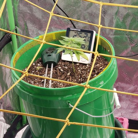 Original Skunk #1 growlog timeline photo