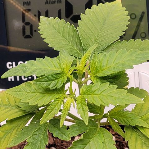 Original Skunk #1 growlog timeline photo