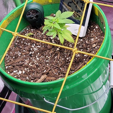 Original Skunk #1 growlog timeline photo