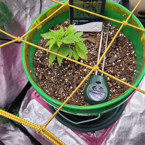 Original Skunk #1 growlog timeline photo