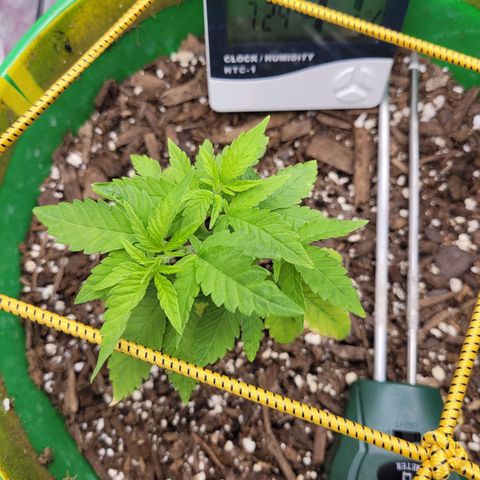 Original Skunk #1 growlog timeline photo