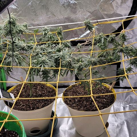 Original Skunk #1 growlog timeline photo