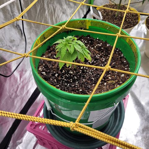 Original Skunk #1 growlog timeline photo