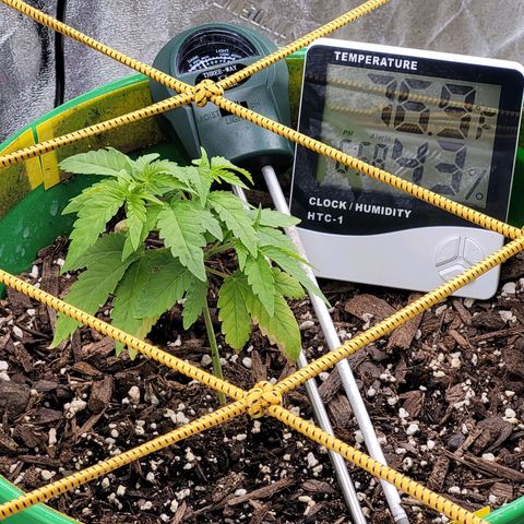 Original Skunk #1 growlog timeline photo