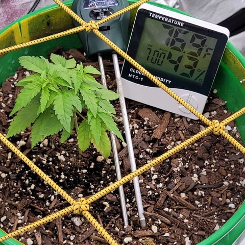 Original Skunk #1 growlog timeline photo
