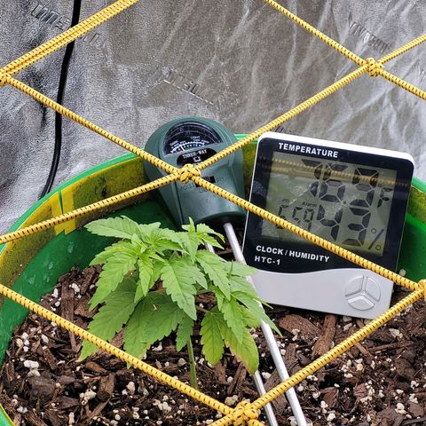Original Skunk #1 growlog timeline photo