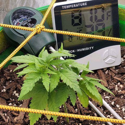 Original Skunk #1 growlog timeline photo