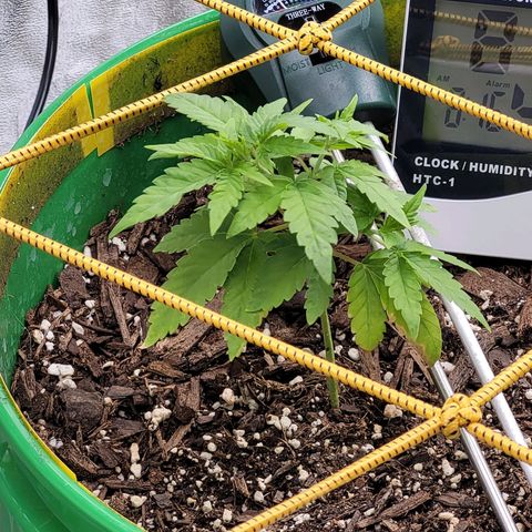 Original Skunk #1 growlog timeline photo