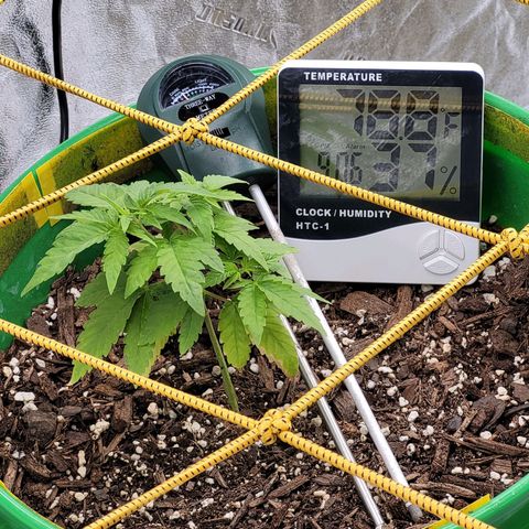 Original Skunk #1 growlog timeline photo