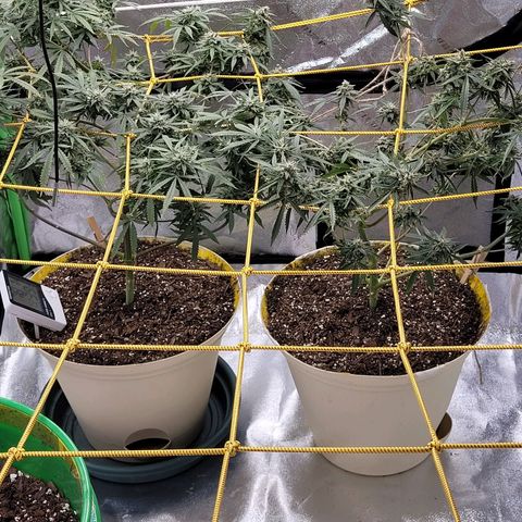 Original Skunk #1 growlog timeline photo