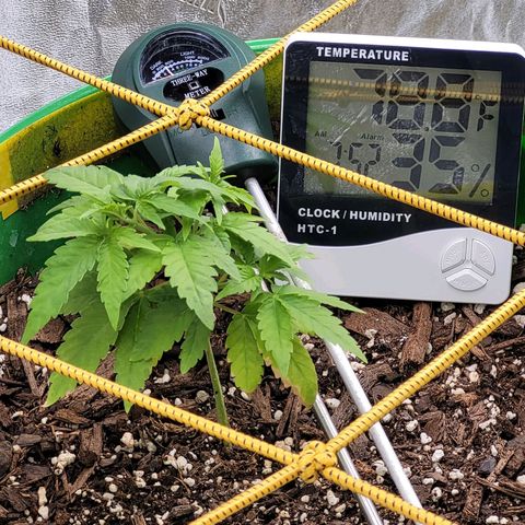 Original Skunk #1 growlog timeline photo