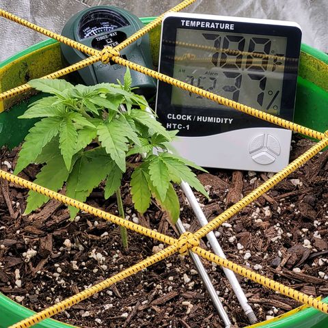 Original Skunk #1 growlog timeline photo