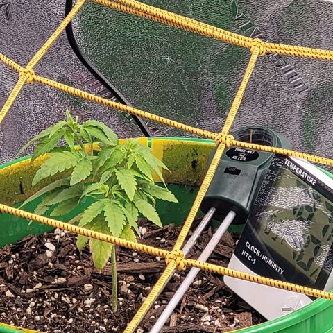Original Skunk #1 growlog timeline photo