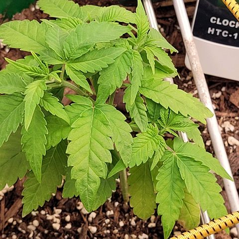Original Skunk #1 growlog timeline photo