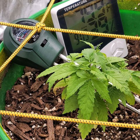 Original Skunk #1 growlog timeline photo