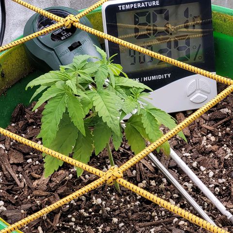 Original Skunk #1 growlog timeline photo