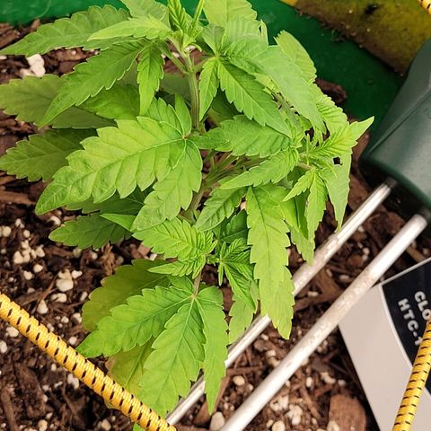 Original Skunk #1 growlog timeline photo