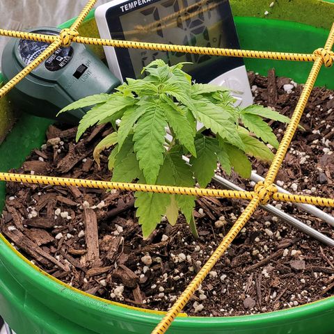 Original Skunk #1 growlog timeline photo